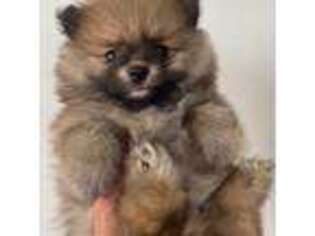 Pomeranian Puppy for sale in Huntington Beach, CA, USA