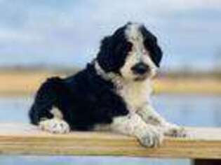 Portuguese Water Dog Puppy for sale in Spearfish, SD, USA