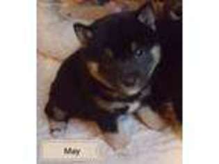 Shiba Inu Puppy for sale in Denver, CO, USA