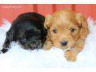 Yorkshire Terrier Puppy for sale in Bremen, IN, USA