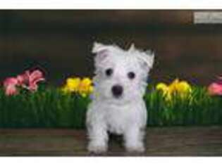 West Highland White Terrier Puppy for sale in Saint George, UT, USA