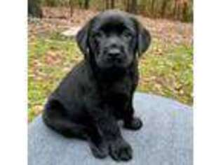 Labrador Retriever Puppy for sale in Lithonia, GA, USA