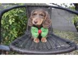 Dachshund Puppy for sale in Henderson, NV, USA
