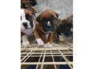 Boxer Puppy for sale in Poplar Bluff, MO, USA