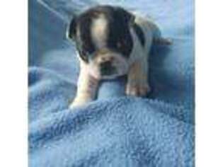 French Bulldog Puppy for sale in Moses Lake, WA, USA