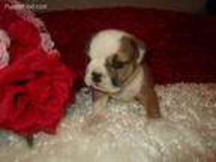 Bulldog Puppy for sale in Indianola, IA, USA