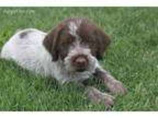 Wirehaired Pointing Griffon Puppy for sale in Mitchell, NE, USA