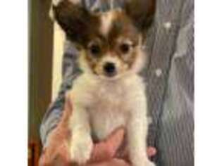 Papillon Puppy for sale in Silver Lake, KS, USA
