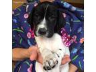 German Shorthaired Pointer Puppy for sale in Yacolt, WA, USA