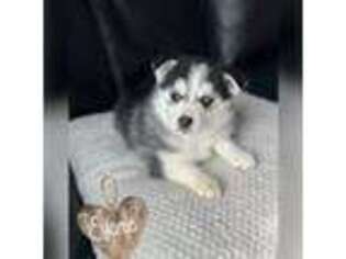 Siberian Husky Puppy for sale in Lewiston, MN, USA