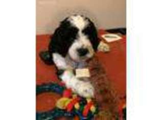Labradoodle Puppy for sale in Locust Grove, VA, USA