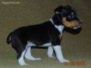 Rat Terrier Puppy for sale in Gonzales, CA, USA