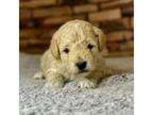 Mutt Puppy for sale in Haltom City, TX, USA