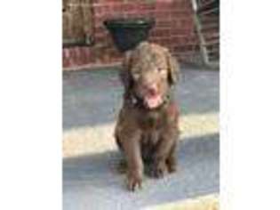 Labradoodle Puppy for sale in Reagan, TN, USA