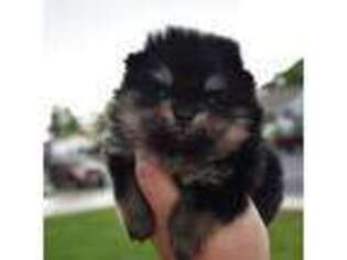 Pomeranian Puppy for sale in Westminster, CO, USA
