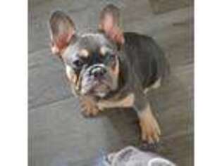 French Bulldog Puppy for sale in Panorama City, CA, USA