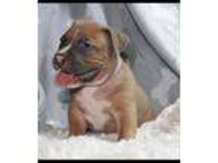 Mutt Puppy for sale in East Orange, NJ, USA