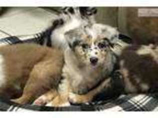Australian Shepherd Puppy for sale in Minneapolis, MN, USA