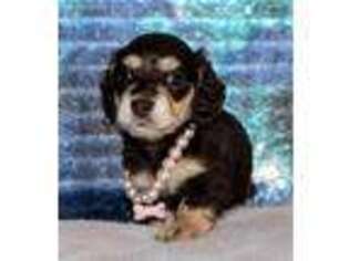 Dachshund Puppy for sale in Punta Gorda, FL, USA
