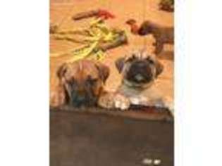 Boerboel Puppy for sale in Monroe, NY, USA