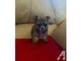 Yorkshire Terrier Puppy for sale in TALBOTTON, GA, USA
