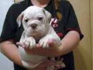 Bulldog Puppy for sale in Wellston, OK, USA