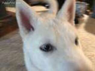 Siberian Husky Puppy for sale in Chehalis, WA, USA