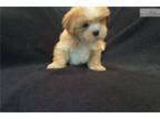 Lhasa Apso Puppy for sale in Albany, GA, USA