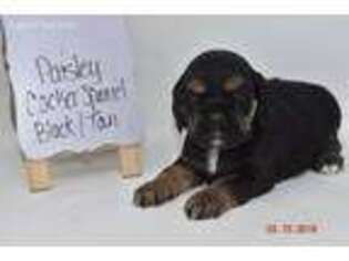 Cocker Spaniel Puppy for sale in Moulton, IA, USA