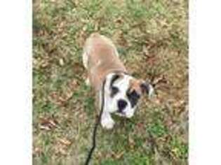 Bulldog Puppy for sale in Senatobia, MS, USA