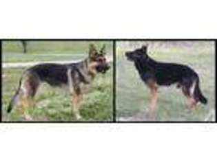 German Shepherd Dog Puppy for sale in WACO, TX, USA