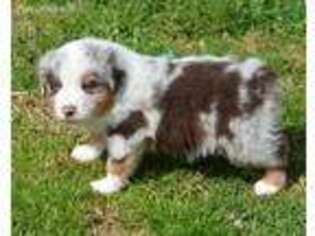 Australian Shepherd Puppy for sale in Coats, NC, USA