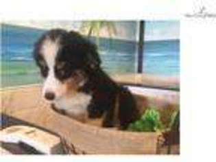 Australian Shepherd Puppy for sale in West Palm Beach, FL, USA