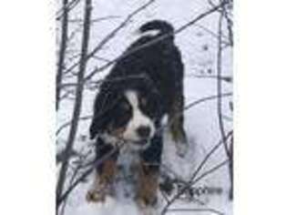 Bernese Mountain Dog Puppy for sale in Evergreen, CO, USA