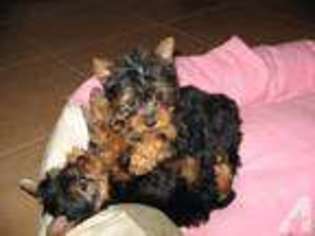 Yorkshire Terrier Puppy for sale in LIVINGSTON, TX, USA