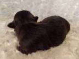 Havanese Puppy for sale in Pipe Creek, TX, USA