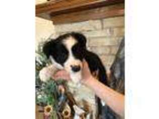 Border Collie Puppy for sale in Frankfort, IL, USA