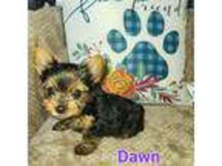Yorkshire Terrier Puppy for sale in Thornville, OH, USA