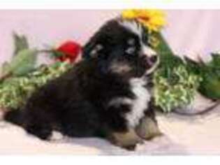 Mutt Puppy for sale in Hagerstown, IN, USA