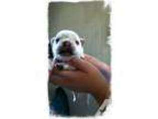 French Bulldog Puppy for sale in SNOQUALMIE, WA, USA