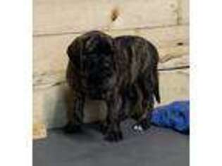 Mastiff Puppy for sale in Pittsburgh, PA, USA