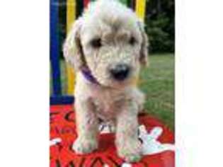 Labradoodle Puppy for sale in English, IN, USA