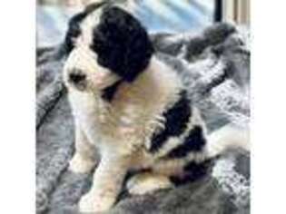 Mutt Puppy for sale in Southlake, TX, USA