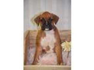 Boxer Puppy for sale in Honey Brook, PA, USA