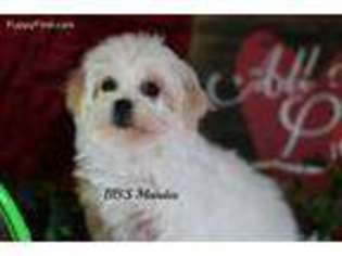 Bichon Frise Puppy for sale in Morrill, NE, USA