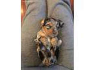 Dachshund Puppy for sale in Cuba, AL, USA