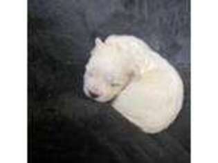 Maltese Puppy for sale in Hilo, HI, USA