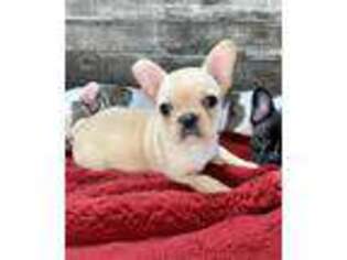 French Bulldog Puppy for sale in Colman, SD, USA
