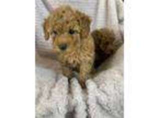 Mutt Puppy for sale in Mountain Grove, MO, USA
