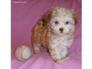 Havanese Puppy for sale in Seville, OH, USA